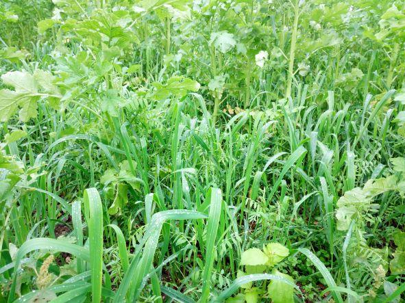 Immagine che contiene aria aperta, erba, Pianta da seme, verde

Descrizione generata automaticamente