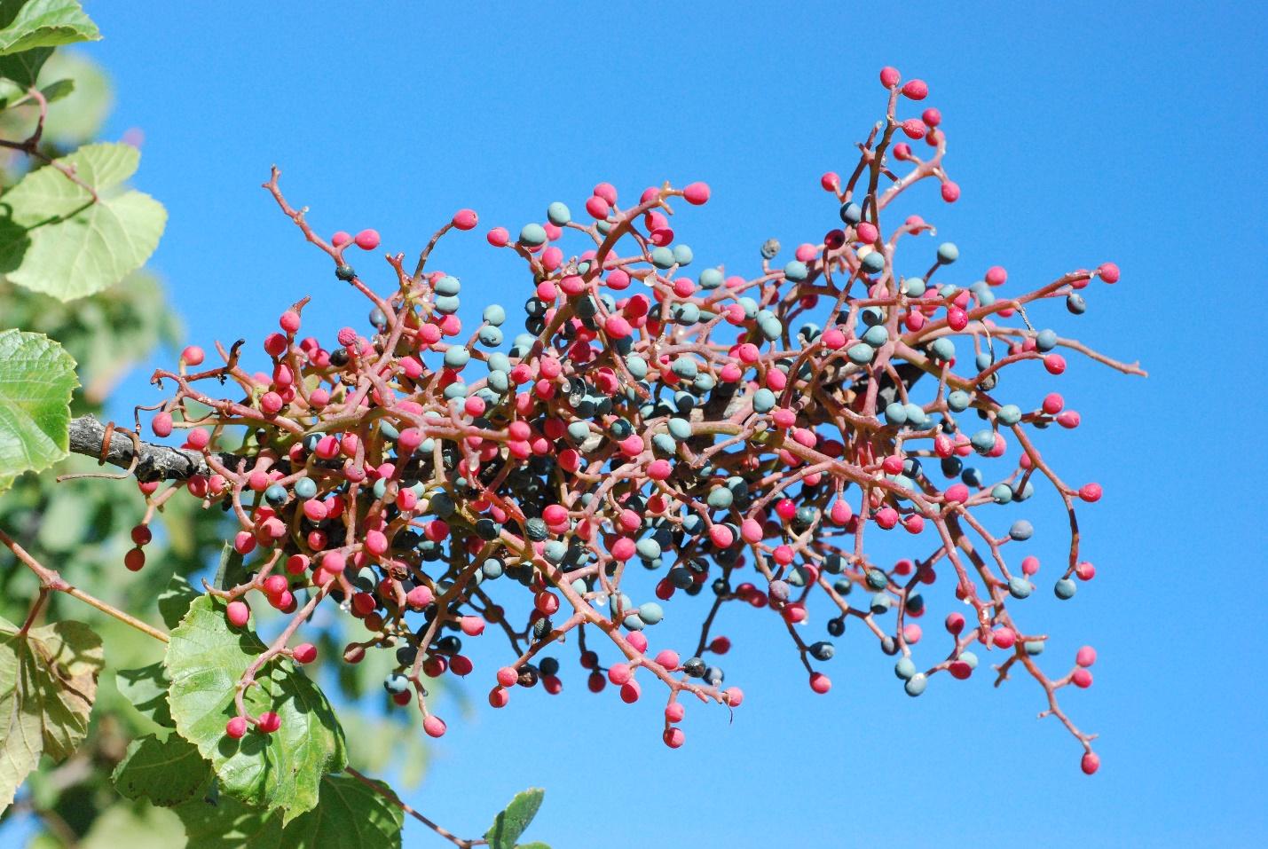 A close-up of a plant with berries

Description automatically generated