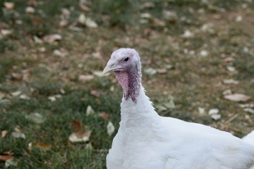 Medium sized turkey on mansion lawn.