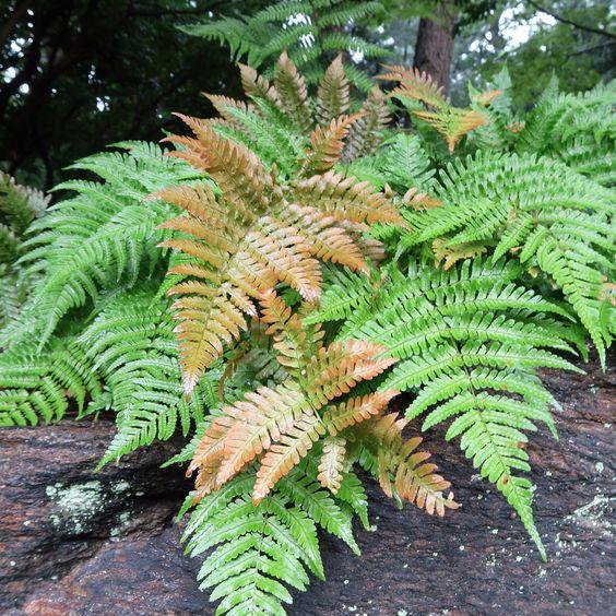 Autumn Fern 