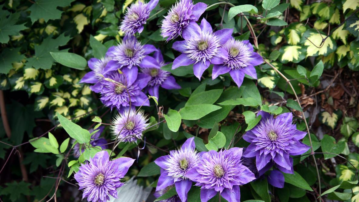 To get clematis to develop beautiful blossoms, they’ll need a lot of organic material, especially during the growing season.