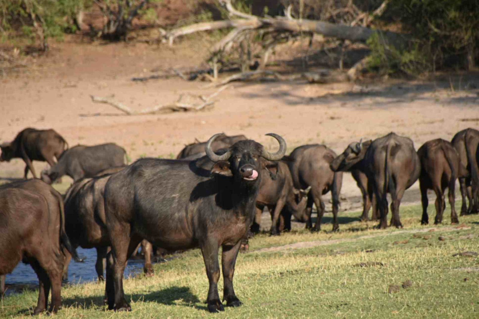 buffalo move around in herds and the best time to see them is during  the dry season find them at chobe national park 