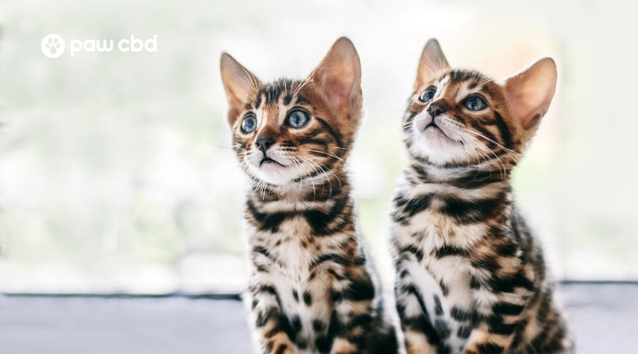 Which Cat Breed is Most Loyal? Discover the Ultimate Feline Companion!