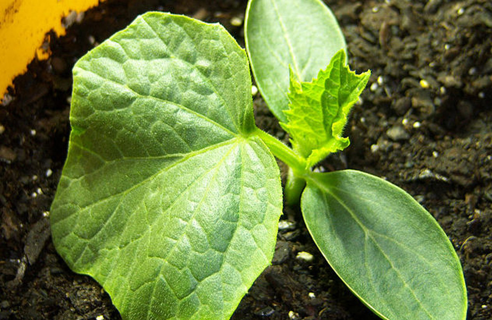 How To Transplant Cucumbers