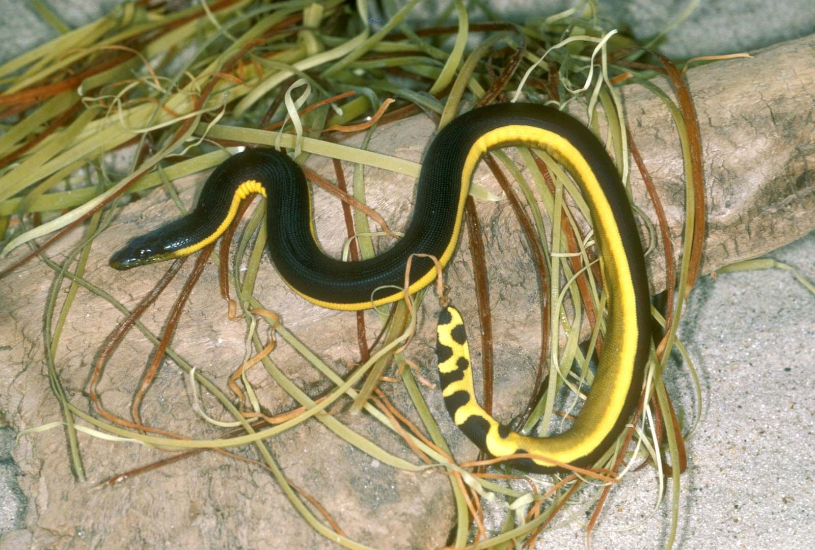 Black Snakes With Yellow Belly
