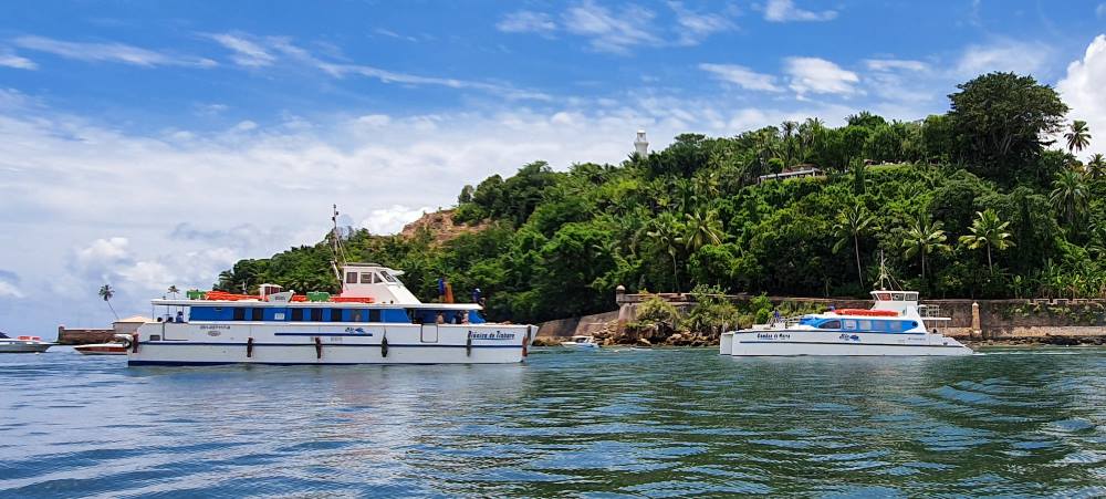 vida marinha em Morro de São Paulo