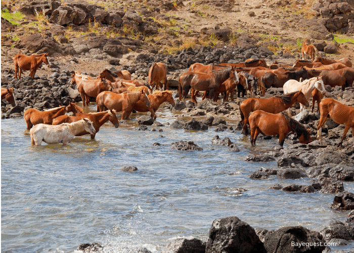 What Do Wild Horses Eat?