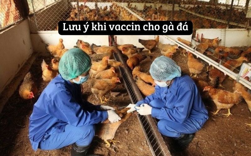 Lưu ý khi vaccin cho gà đá