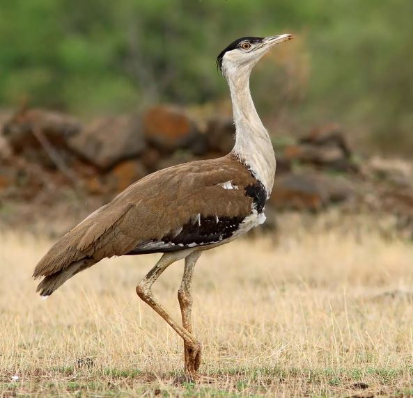 Great Indian Bustard