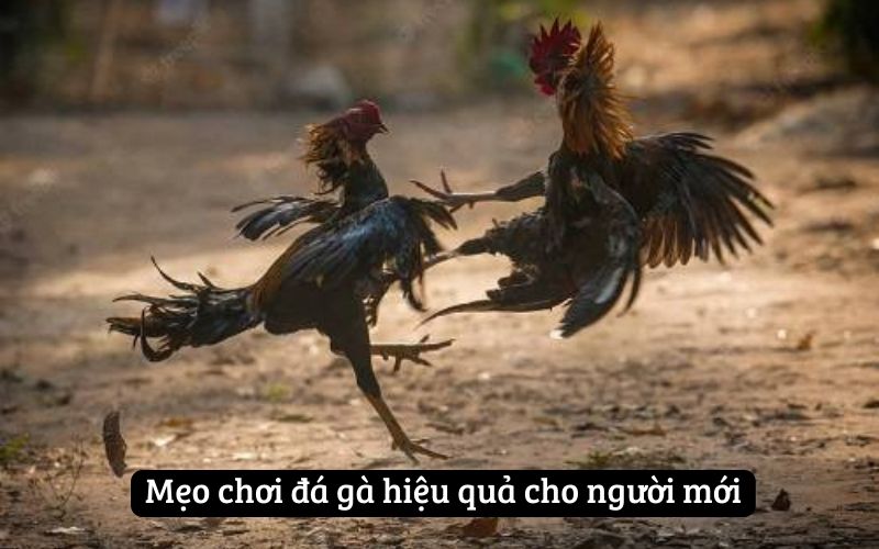 Mẹo chơi đá gà hiệu quả cho người mới