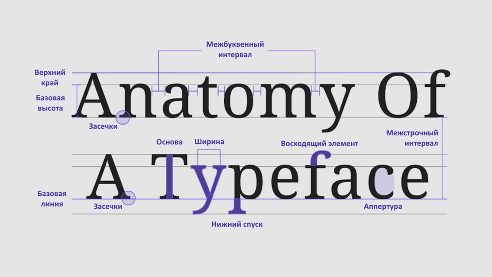 Анатомия типографики