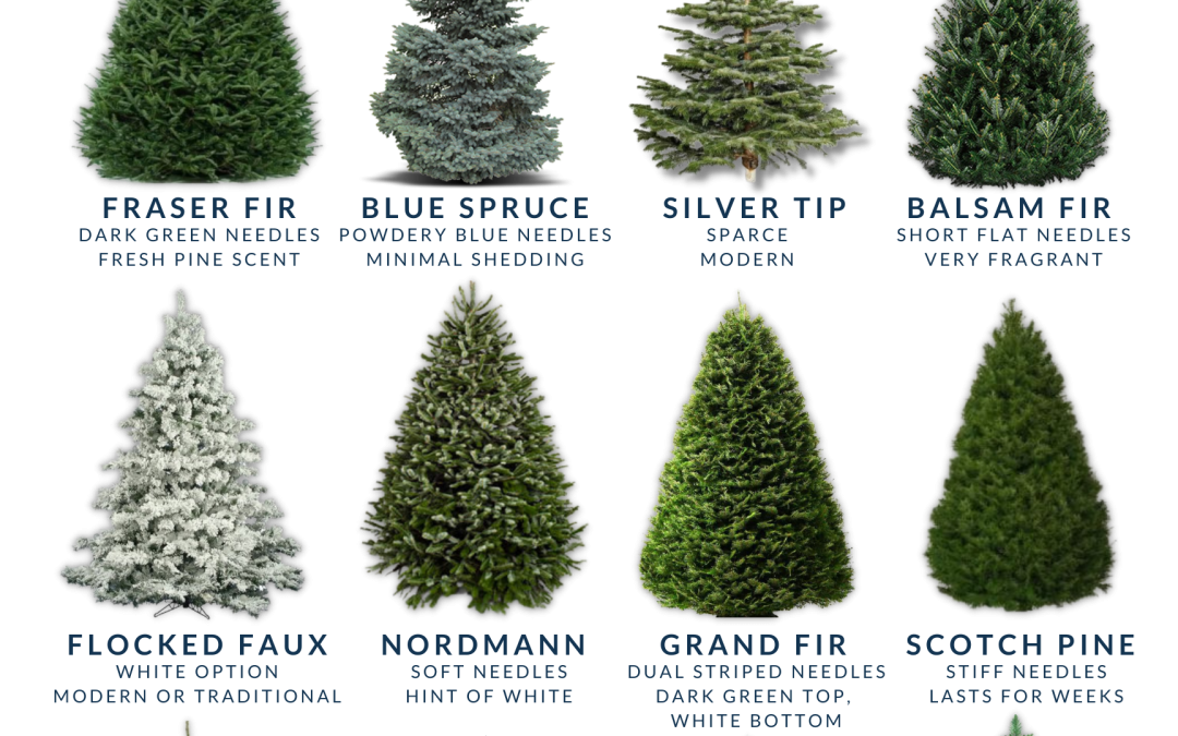 Types of Christmas Trees