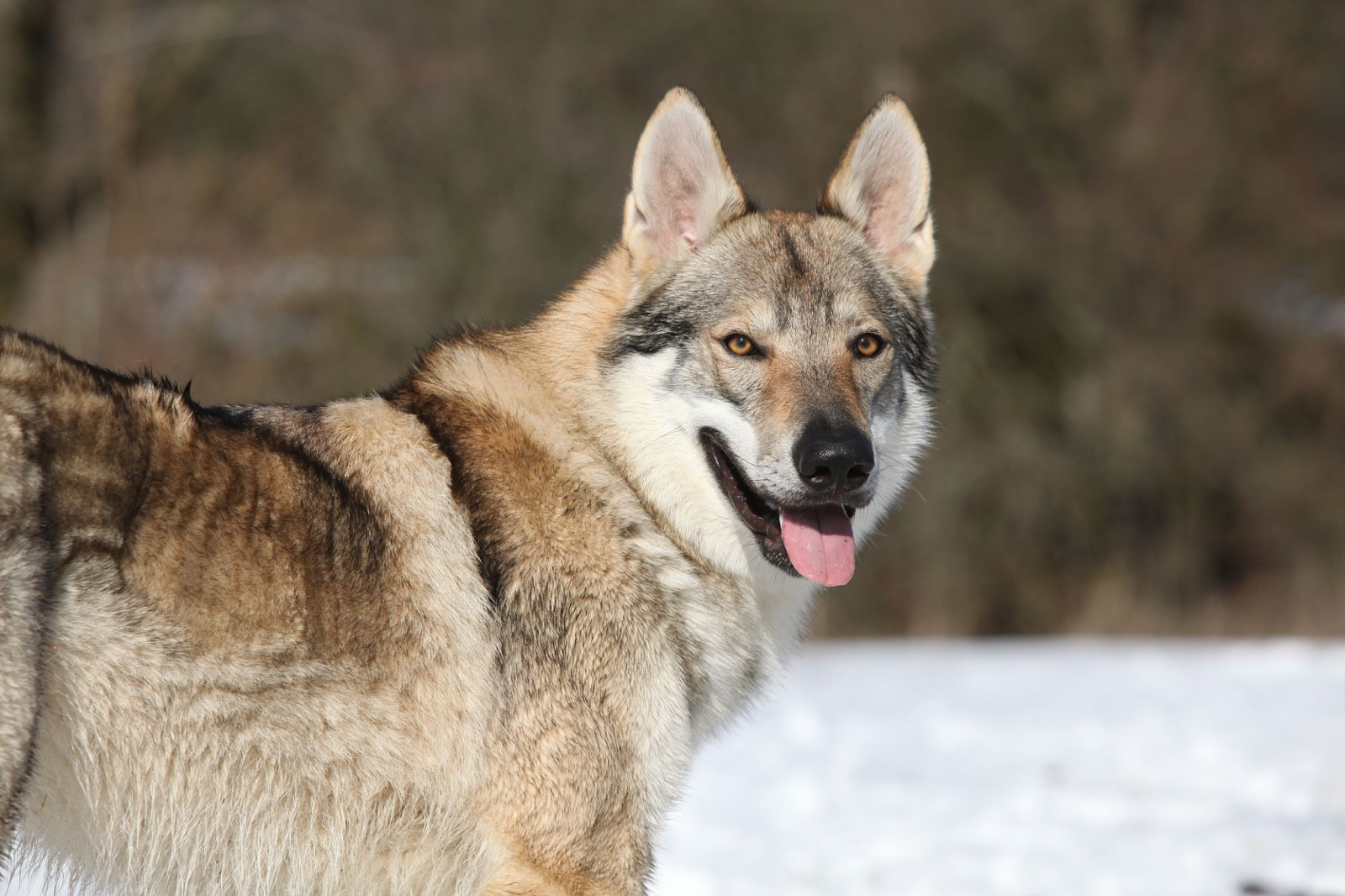 Wolf Dog Size Comparison