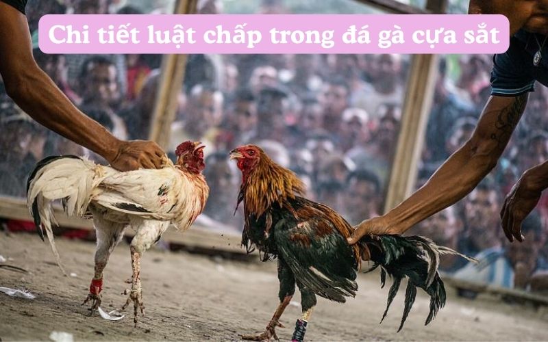 Chi tiết luật chấp trong đá gà cựa sắt