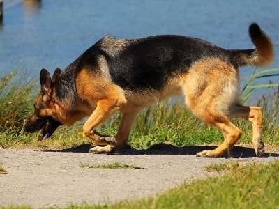 German shepherd Dog snipping