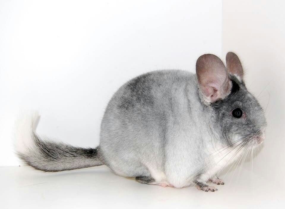 Ebony White Chinchilla