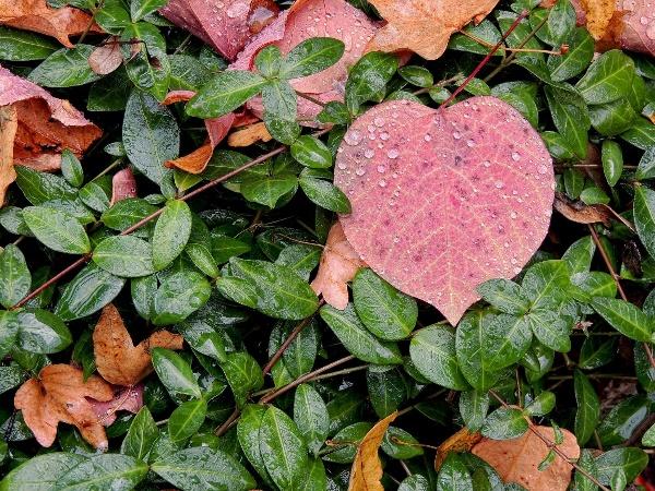 Red heart shaped leave atop a background of smaller green leaves.
