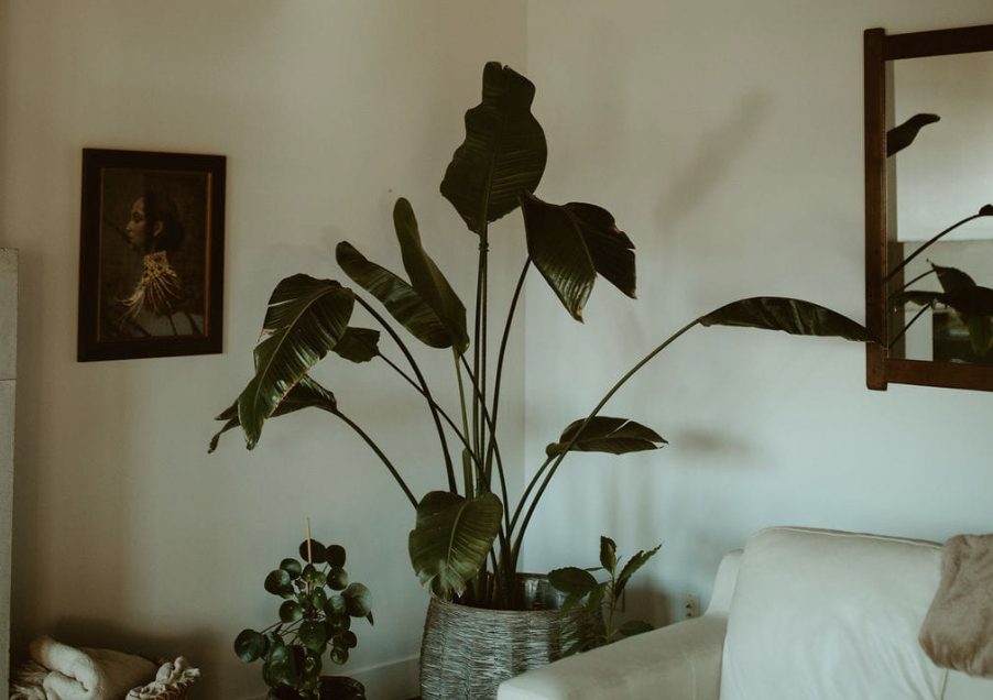Houseplant next to a sofa in the corner of a living room