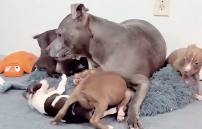 Rescued Puppies Melt Hearts As Surrogate Dog Bonds Instantly With Orphans