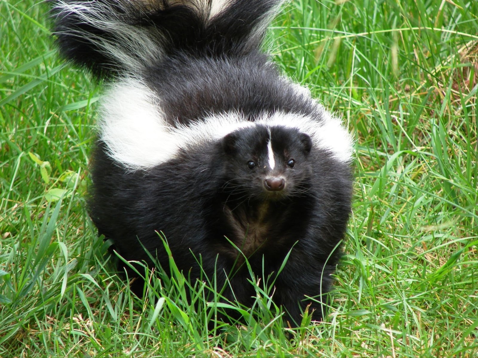 Do Skunks Eat Tomatoes