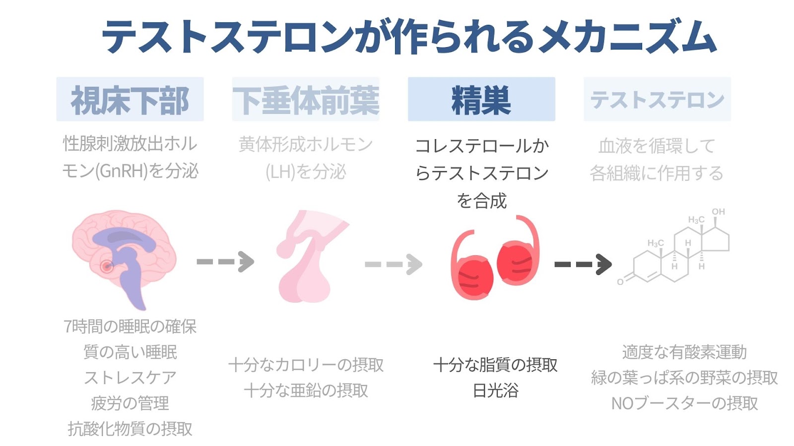 精巣での合成を円滑にする