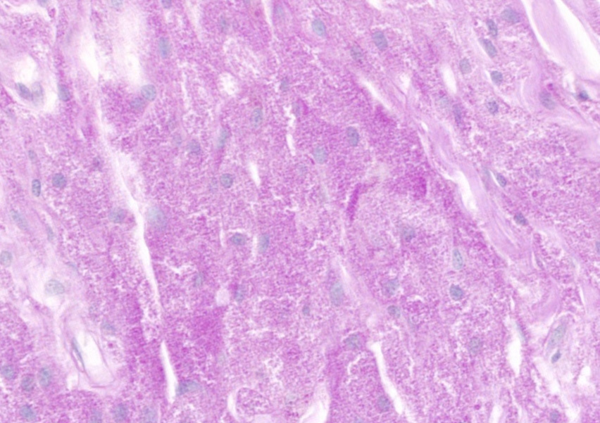 A close-up of a purple and white cell

Description automatically generated