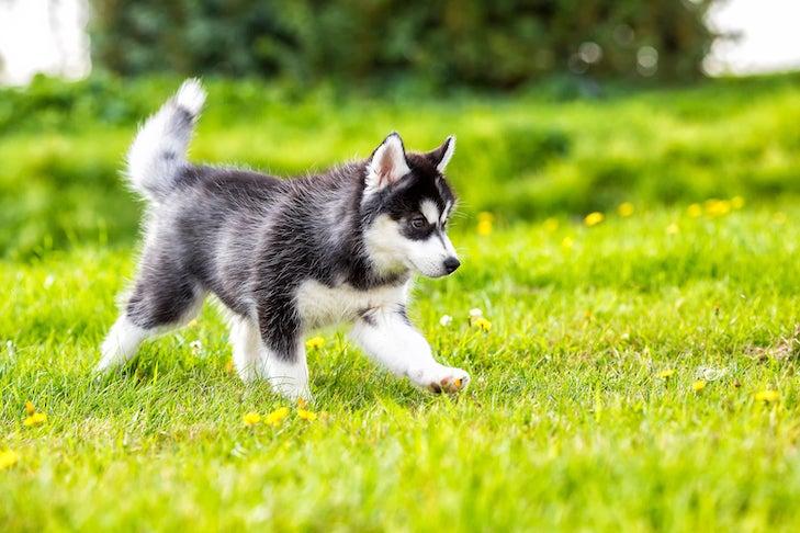 How to Train a Siberian Husky Puppy: Milestones & Timeline – American  Kennel Club