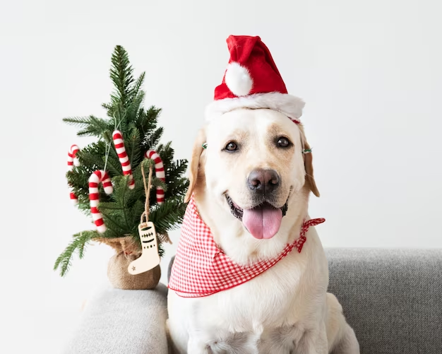 An adorable dog wearing a Christmas hat.