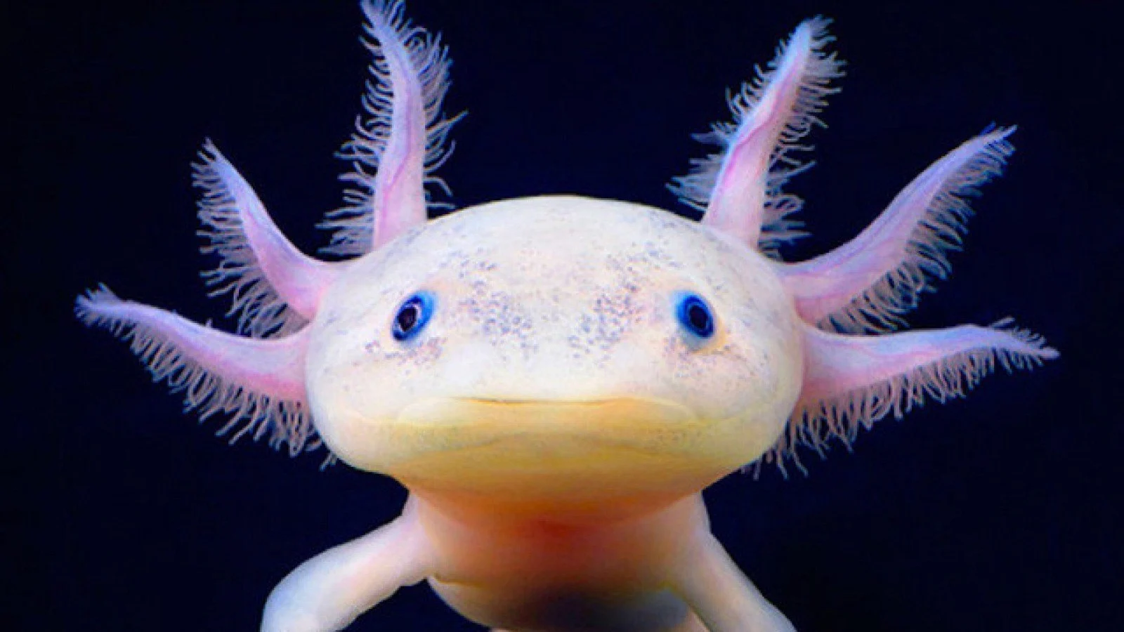 Can Axolotls Live Together