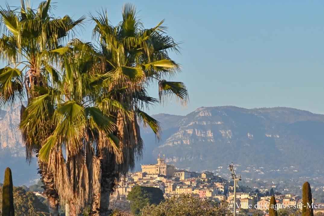 A palm trees in front of a city

Description automatically generated