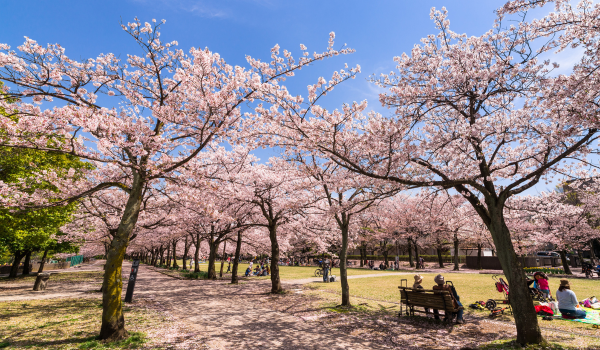 桜