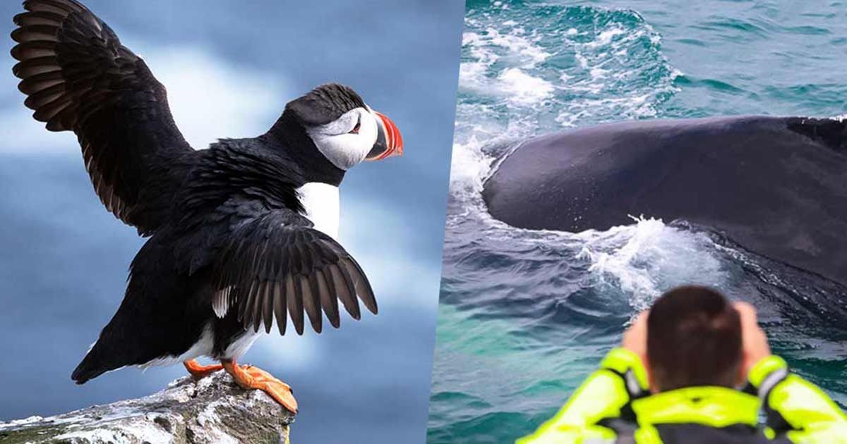 Whale Watching and Puffin Tours + Discovering the Top Must-Visit Places in Iceland
