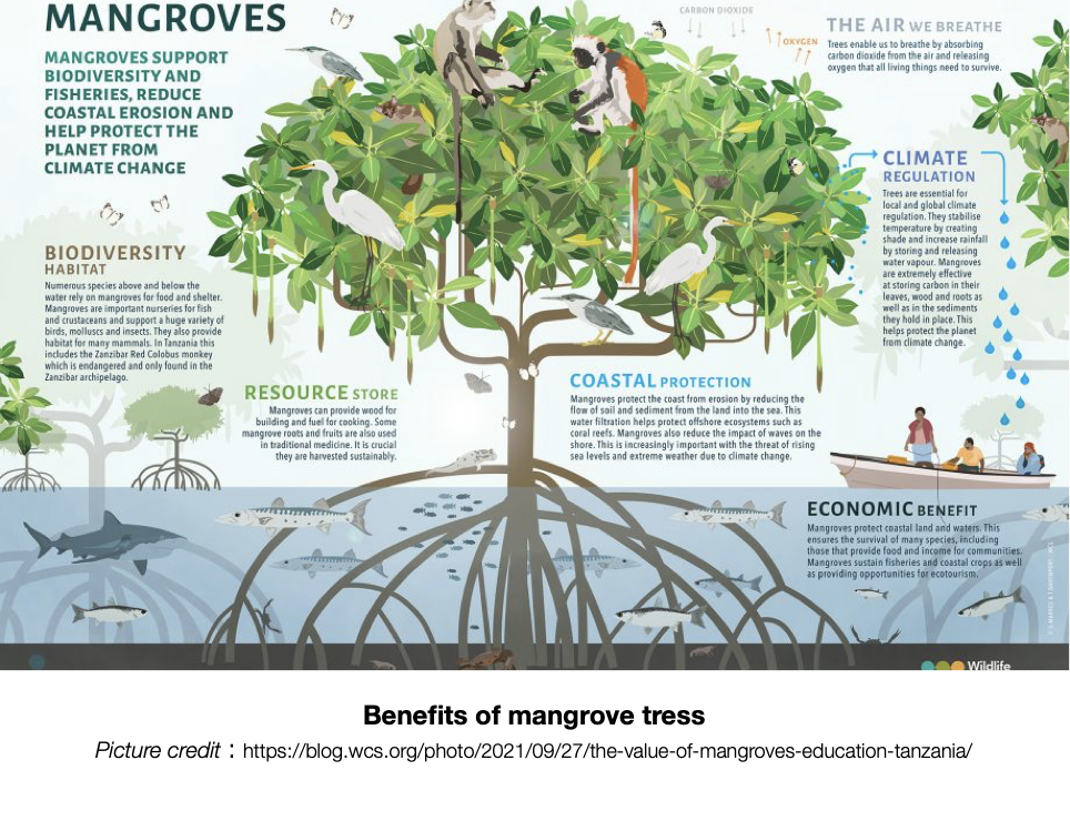 It Takes A Village: Restoring our mangroves Community-led mangrove ...