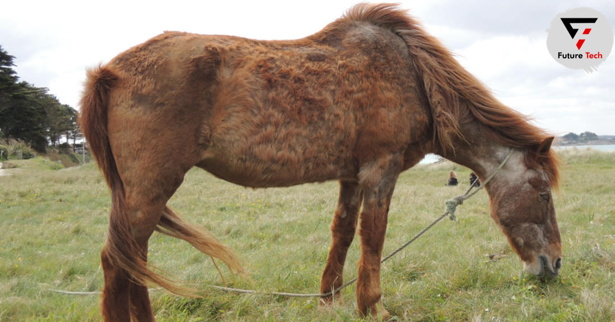 symptoms appear first in horses with Cushings disease