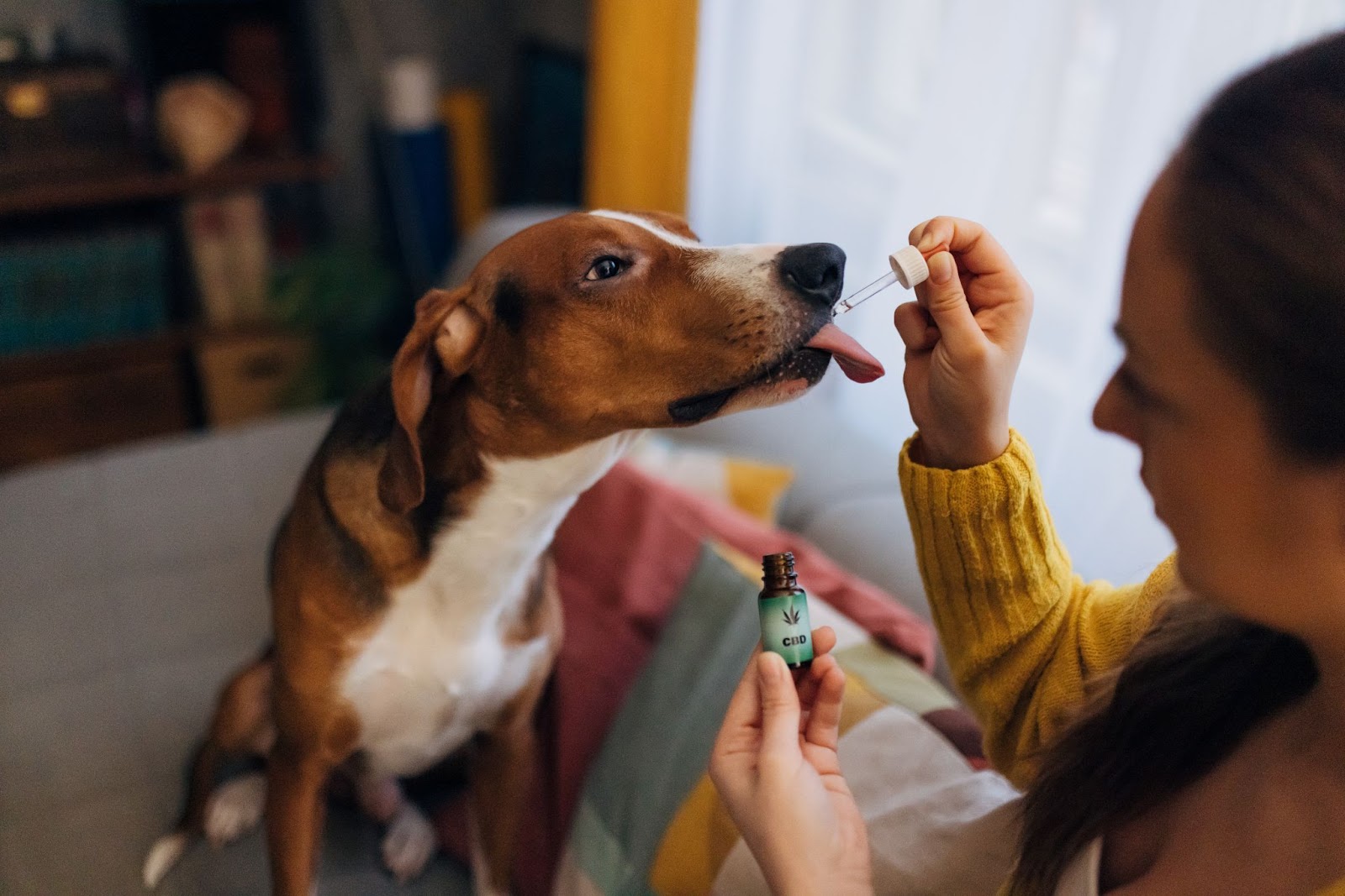 types and typical CBD dosage for dogs