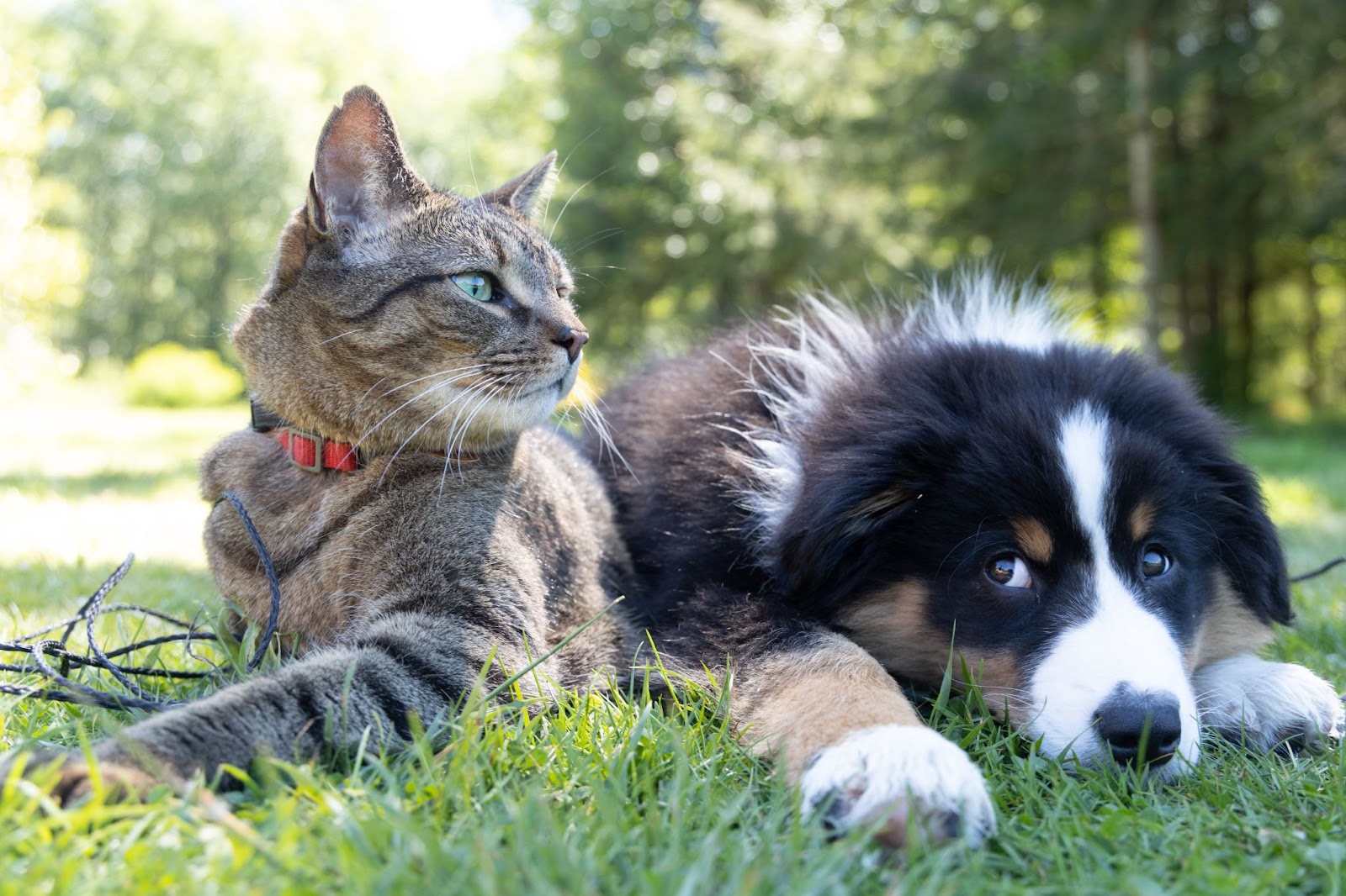 Embrace, Figo, and Pets Best Pet Insurance Plans
