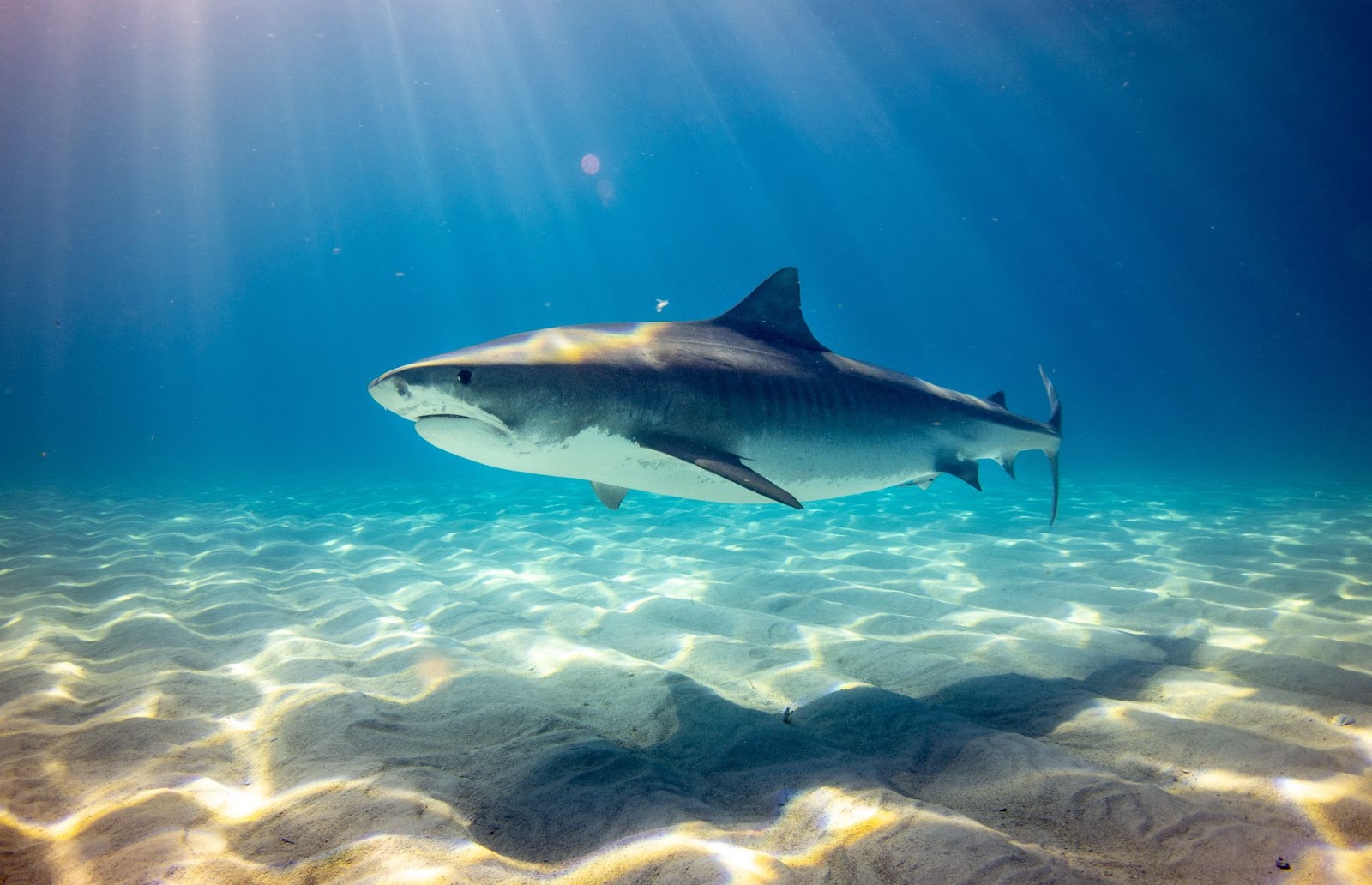 Care este cea mai mare specie de rechin din lume?