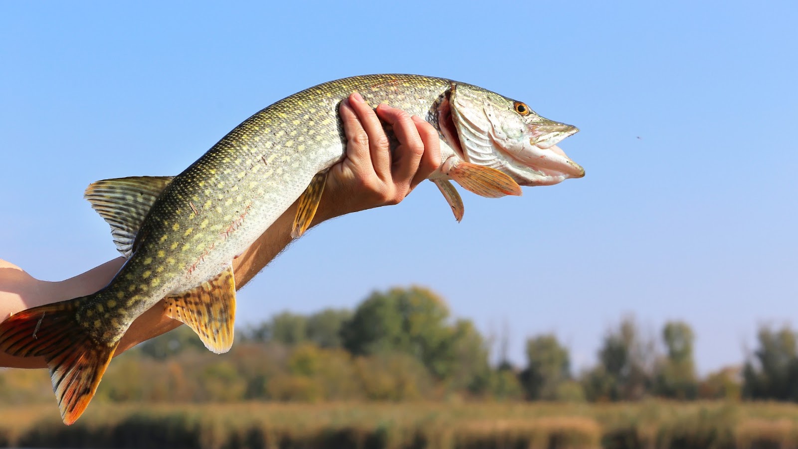 Pike Fishing by seasons