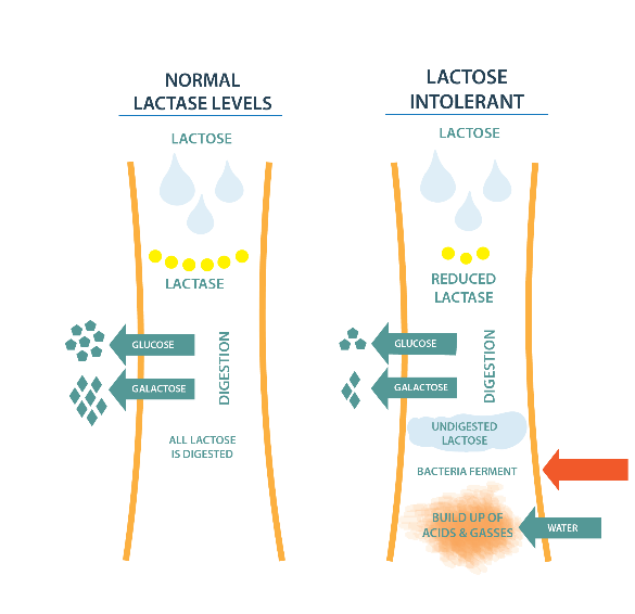 A diagram of lactose and lactose intolerant Description automatically generated