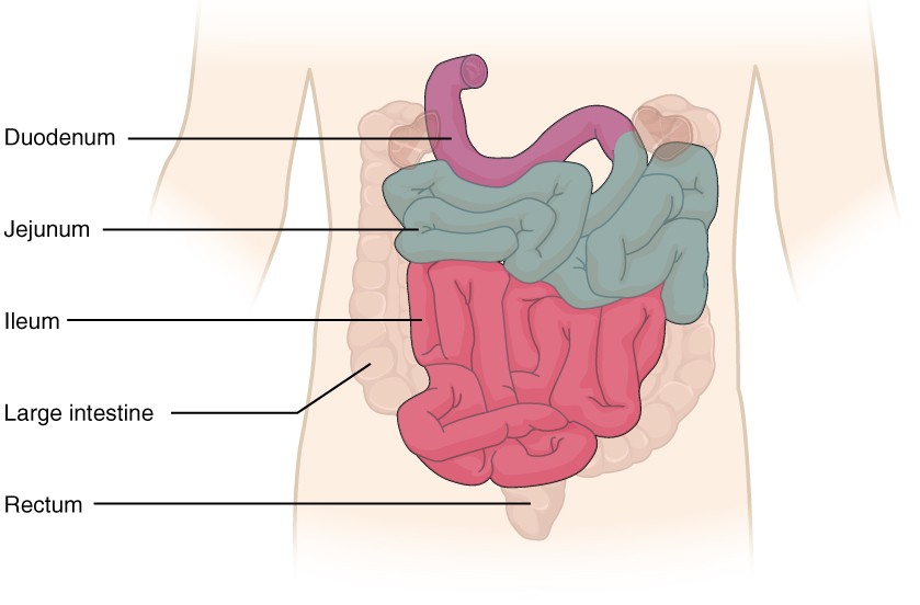 https://courses.candelalearning.com/ap2x2master/wp-content/uploads/sites/403/2015/04/2417_Small_IntestineN.jpg