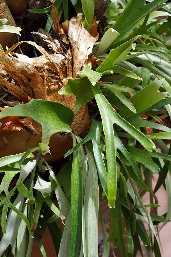 Staghorn Ferns