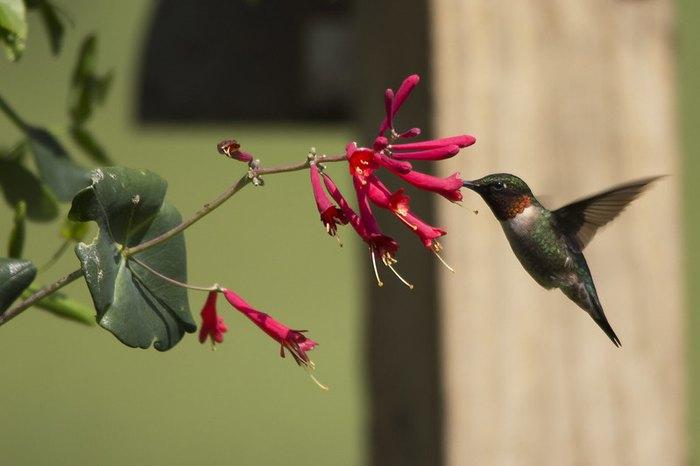 A hummingbird feeding from a flowerDescription automatically generated