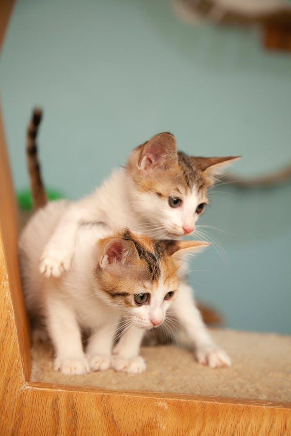 Two kittens playing on a carpet

Description automatically generated