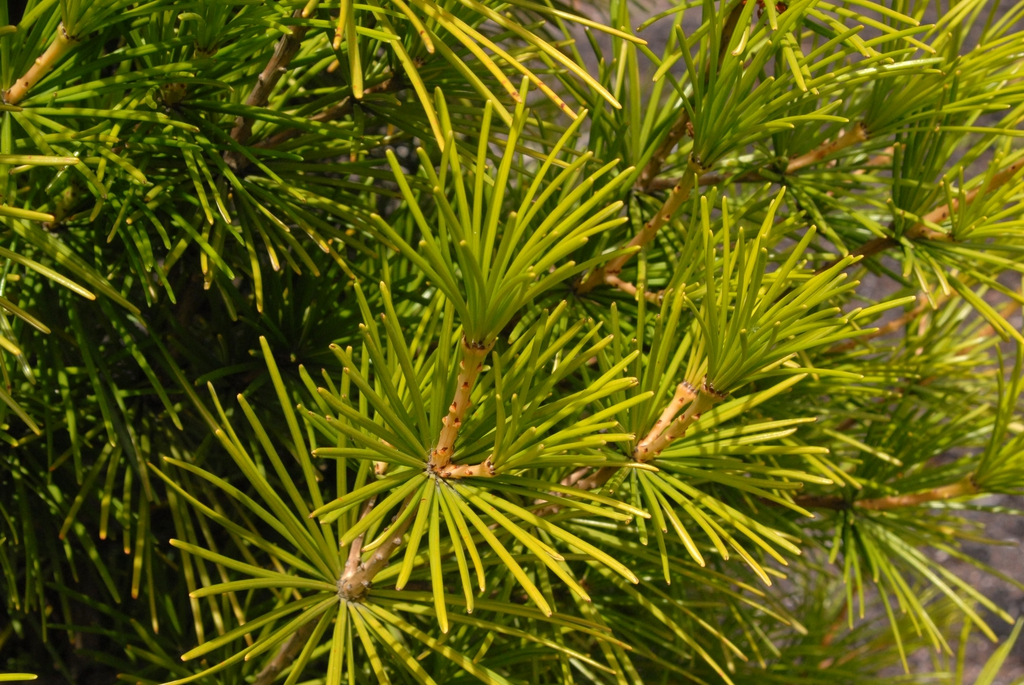 Japanese Umbrella Pine (Sciadopitys verticillata)