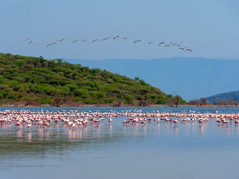 Safari to Tanzania and witness Lake Manyara National Park