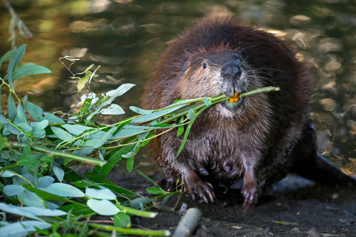 Beaver Hole