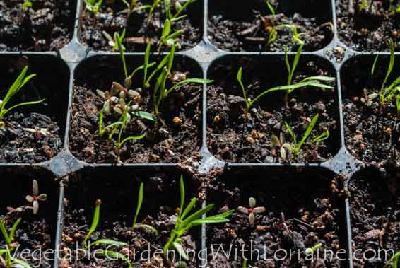 Maintain the right humidity level around carrot seeds.