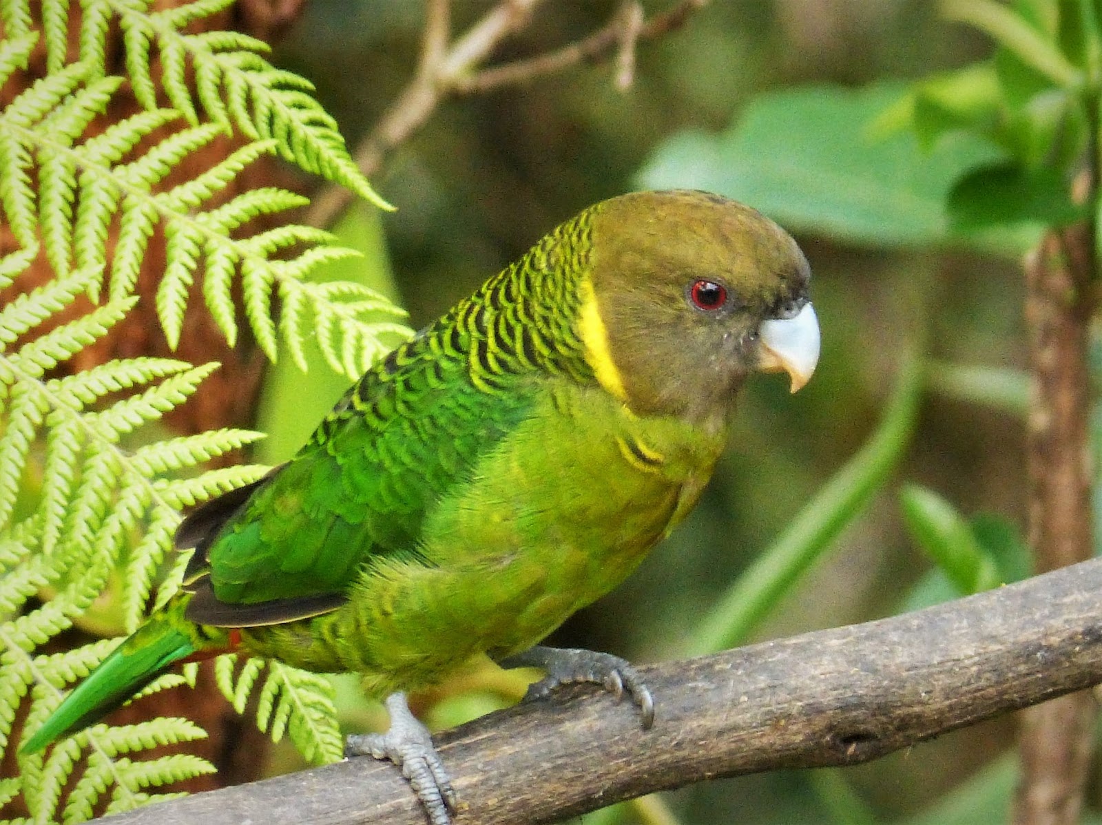 Names For Parrots Male