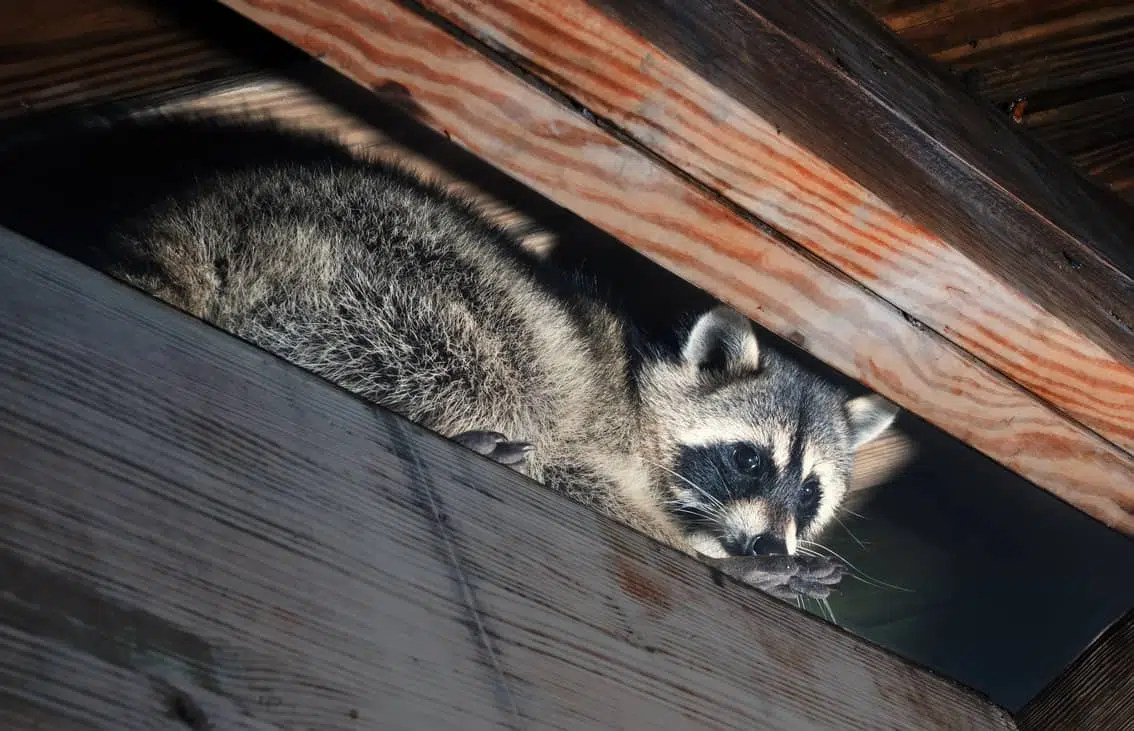 Where Do Raccoons Nest