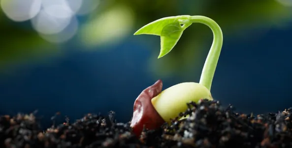 Cotyledons No Longer Needed